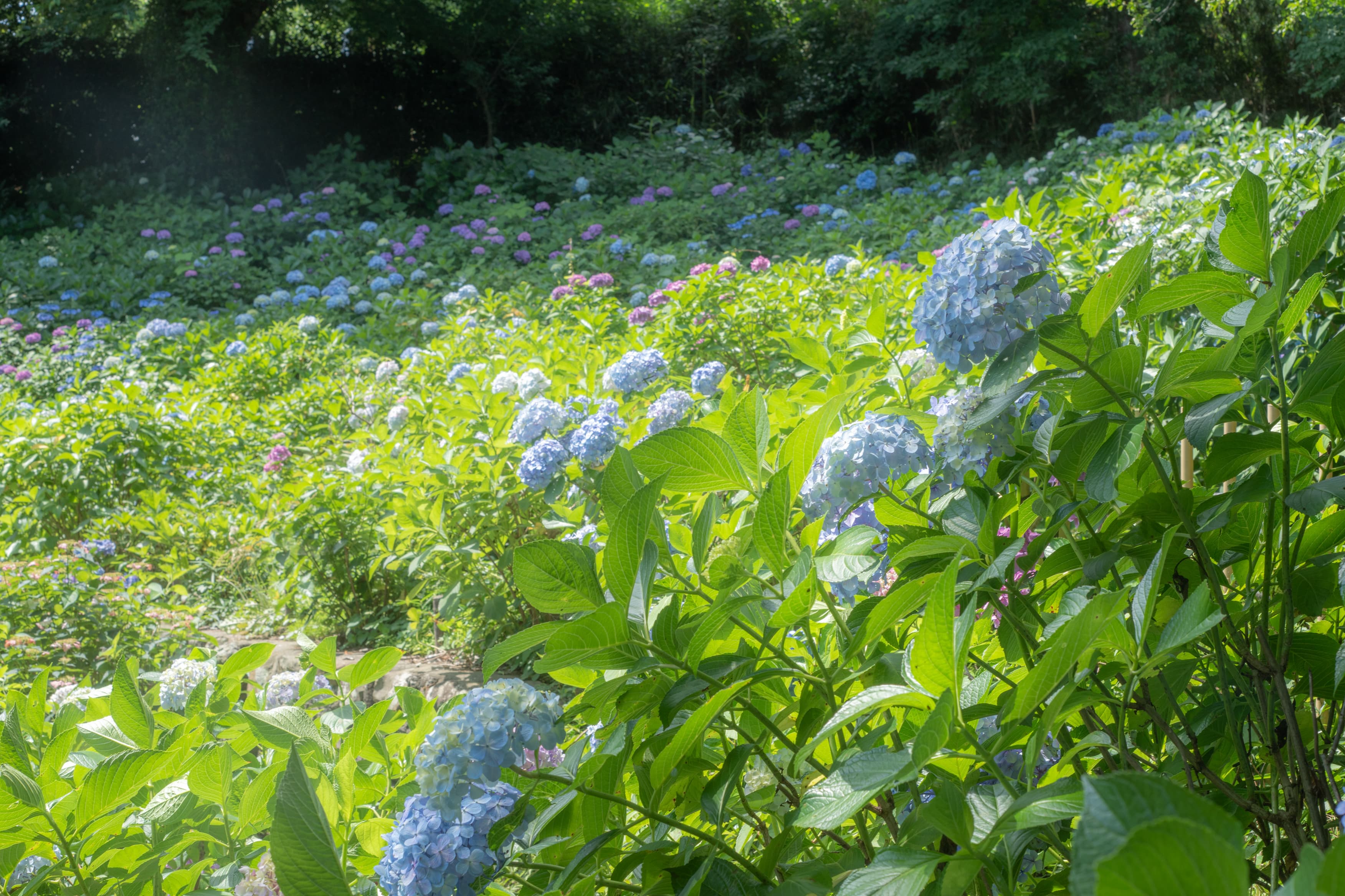 AIに風景写真のレタッチを頼んでみた